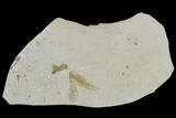 Fossil Fern Leaf (Lygodium) And Insect Cluster - Utah #117992-1
